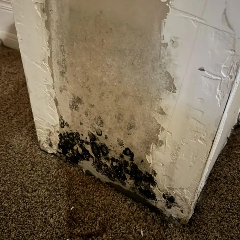 Professional Mold Removal in Northwood, OH